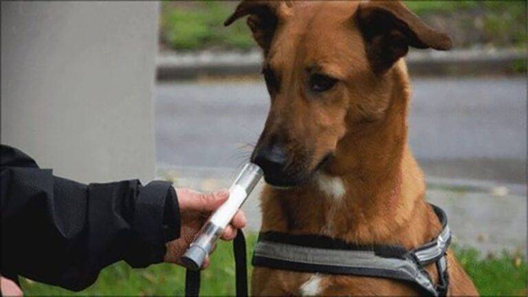 Person uses a scent detection tube with a brown dog for nose training, essential in pet care and grooming routines.