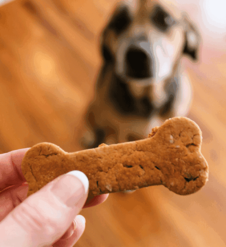 Hand holds a bone-shaped treat in front of an attentive dog, ideal for dog training tips in Bullhead City.