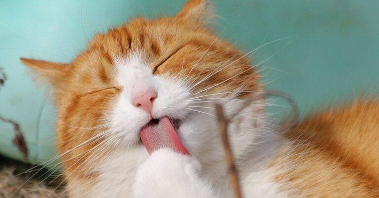 Ginger and white cat with closed eyes grooms its paw on a light blue surface, capturing a serene self-grooming moment.