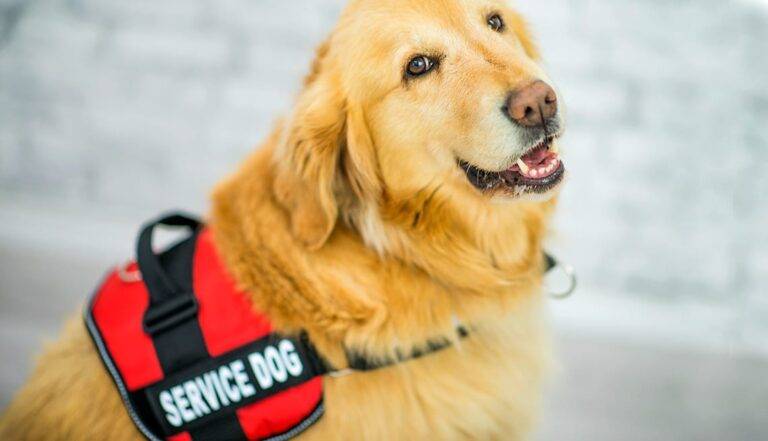 Golden retriever in red "Service Dog" vest faces camera in well-lit room, Bullhead City pet care.