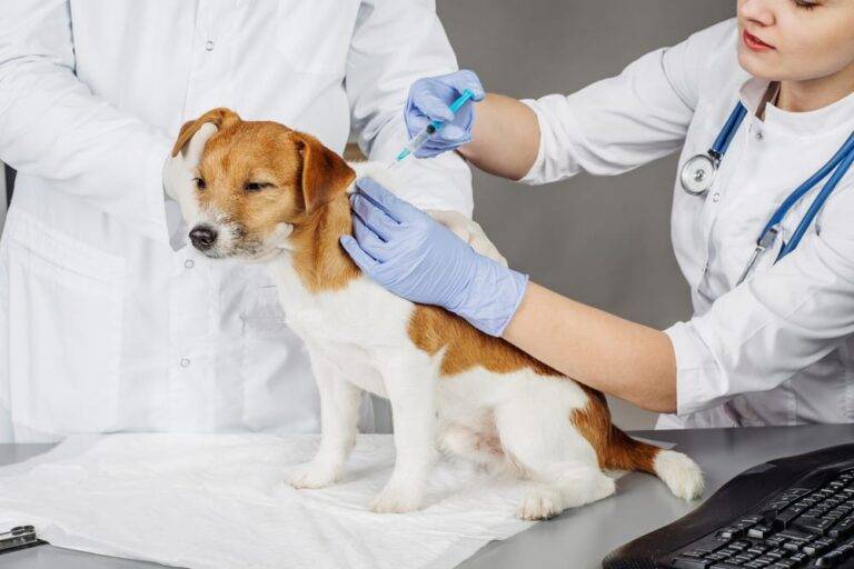 Veterinarian in gloves administers neck injection to small brown and white dog as assistant holds pet in Bullhead City.