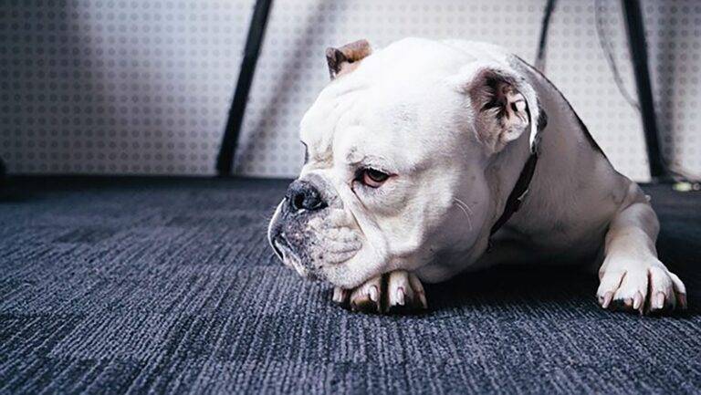 White bulldog resting on gray carpet in Bullhead City, head and paws down, displaying a calm, neutral expression.