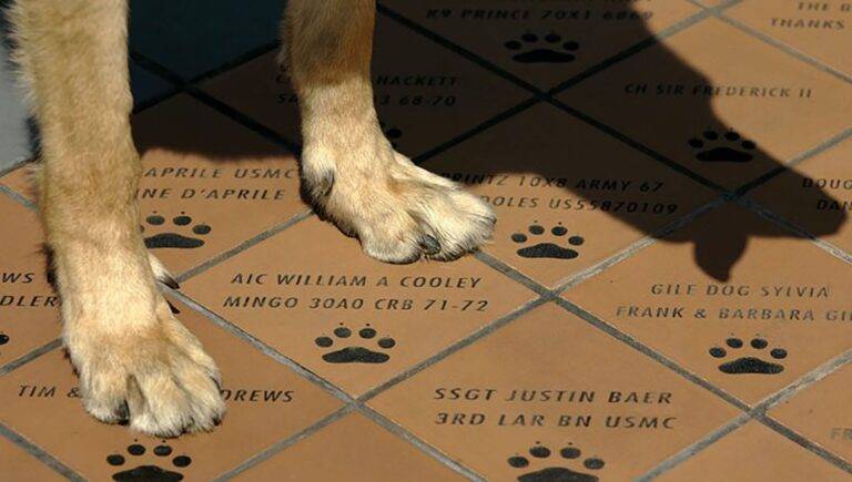 Dog’s front paws on engraved tiles with paw prints and names honoring service members and dogs in Bullhead City.