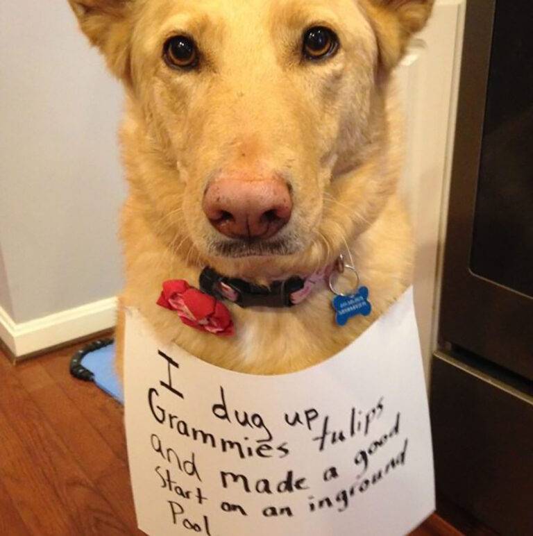 Dog on wooden floor with sign: "I dug up Grammies tulips and made a good start on an inground pool.