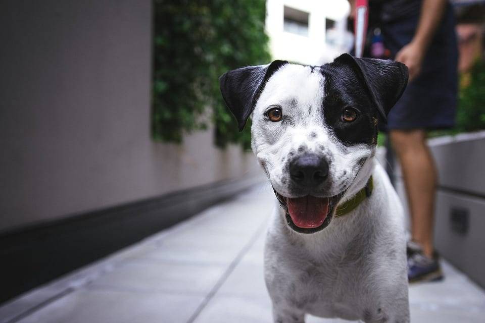 Black and white dog with yellow collar standing on Bullhead City sidewalk, mouth open, looking at camera.