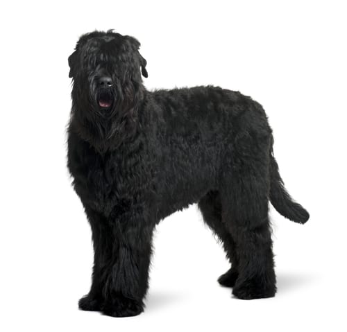 what breeds are in a black russian terrier