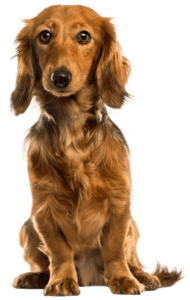 Cute_Dog_PNG_Clip_Art-2488-190x300