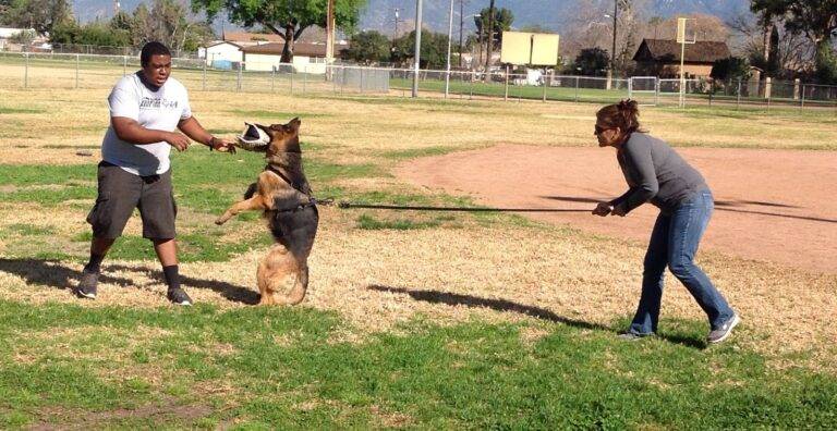 Two people train a German Shepherd in a park, one holding a tug toy as the dog jumps while the other controls the leash.