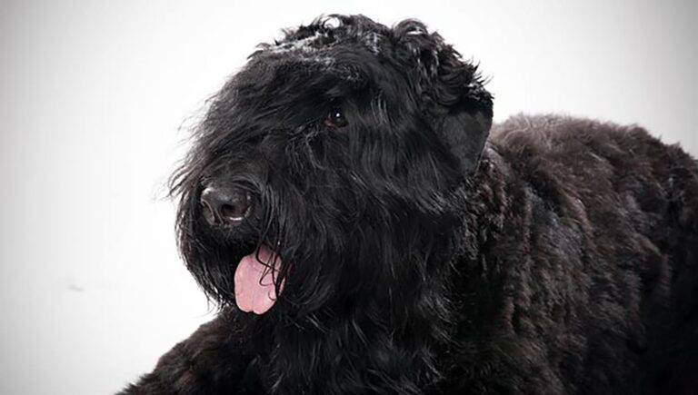 Large black shaggy dog with thick curly coat and tongue out lying down on white background, ideal for Bullhead City pet care.