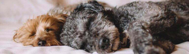 Two freshly groomed dogs sleep side by side on a white surface in Bullhead City, peaceful and relaxed.