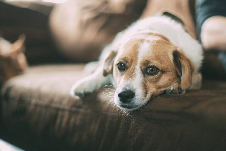 Brown and white dog resting on a brown couch with head on paws, looking relaxed in a pet care boarding facility.