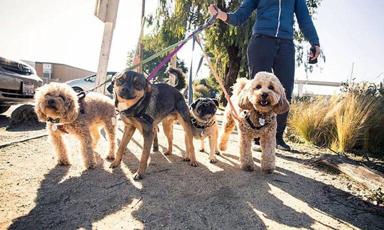Person in Bullhead City walks two small poodles, a pug, and a mixed-breed dog on leashes along a sunny sidewalk.