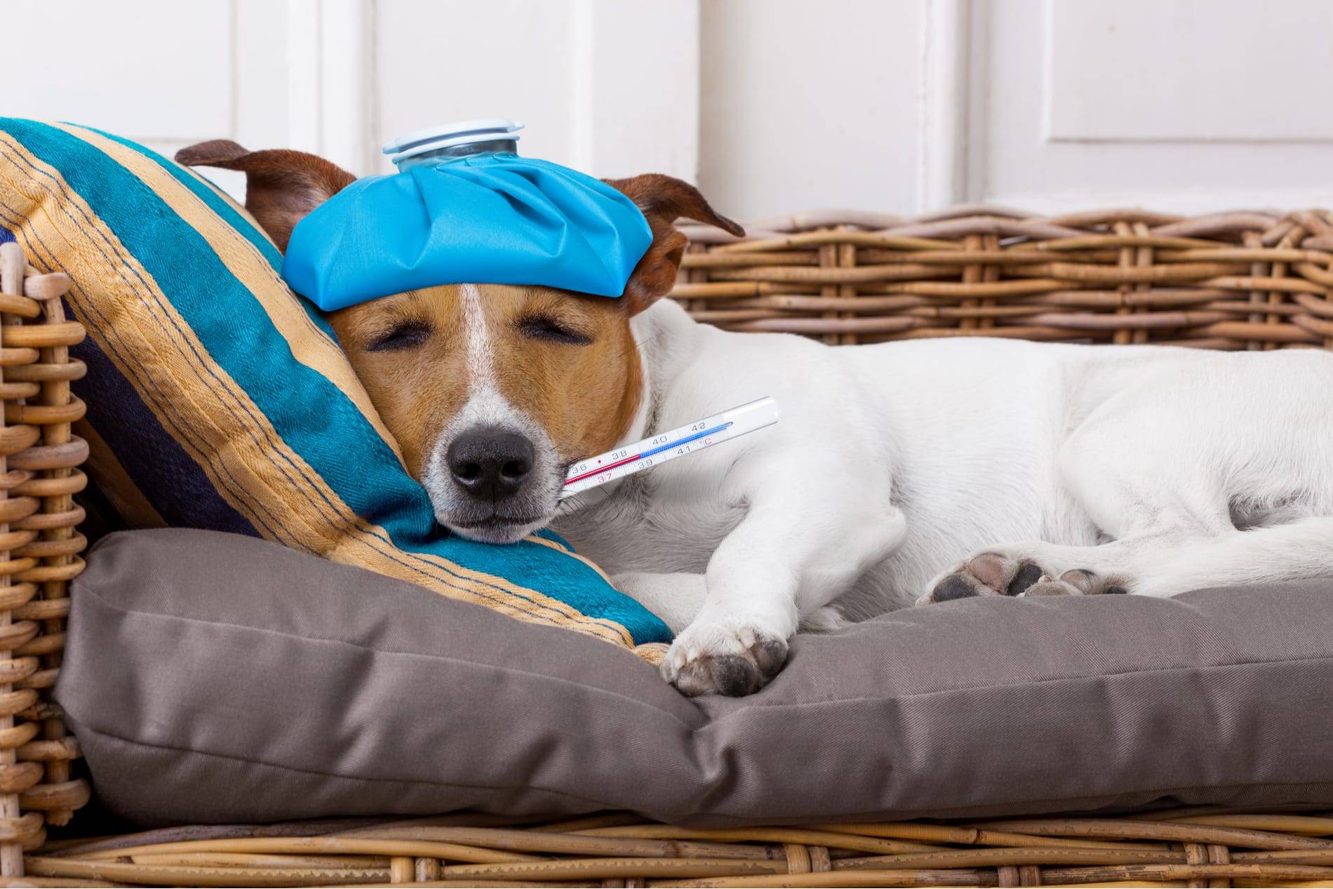 Sick dog on sofa with blue ice pack on head and thermometer in mouth, illustrating pet illness and care.