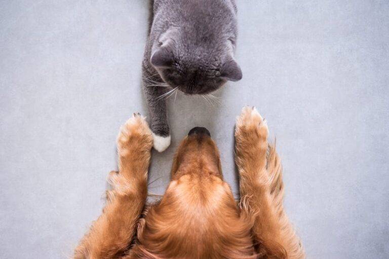 Gray cat and brown dog facing each other on a light surface, viewed from above, depicting attentive pet care and training.