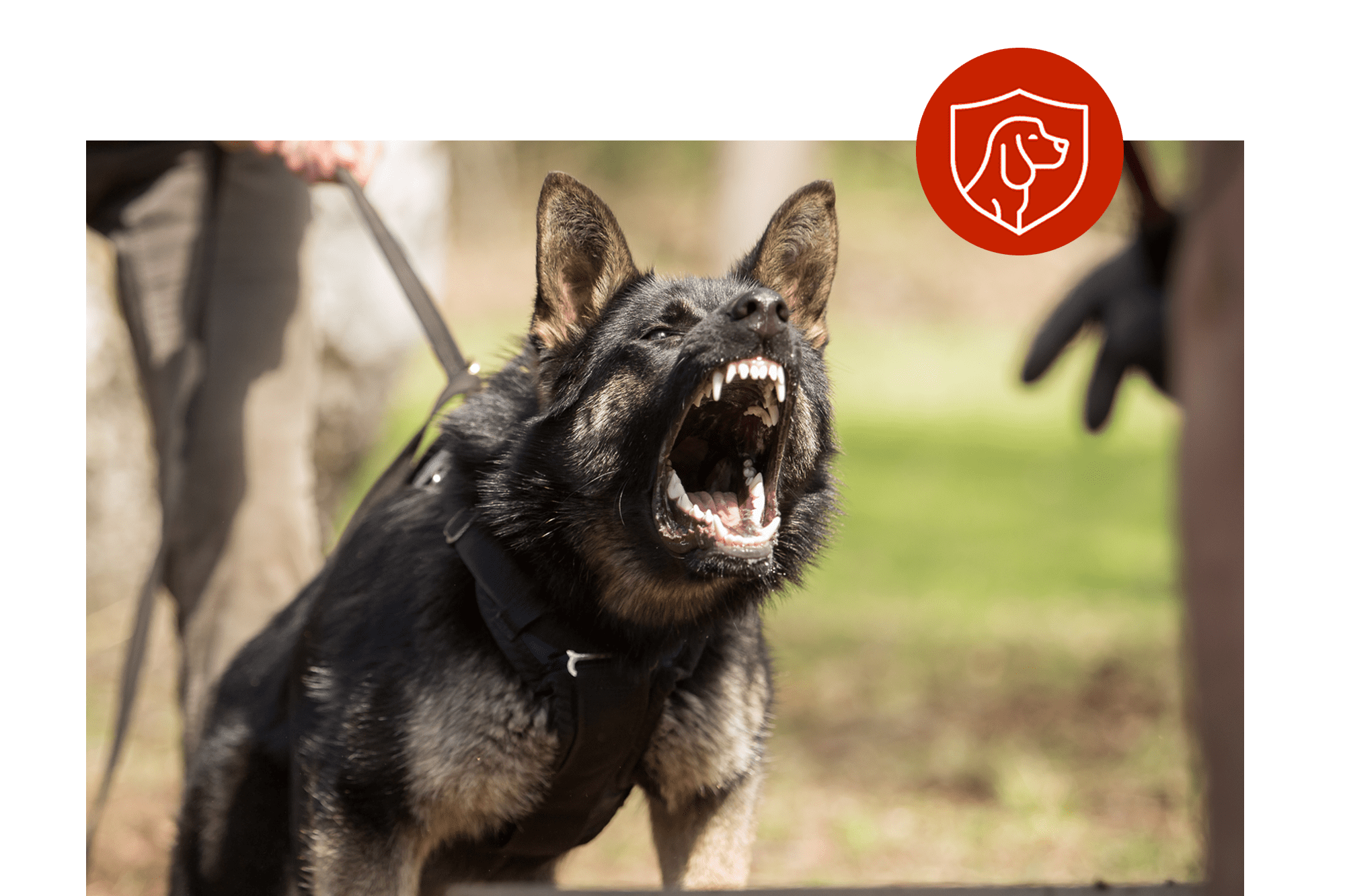 how to train your rottweiler to protect you