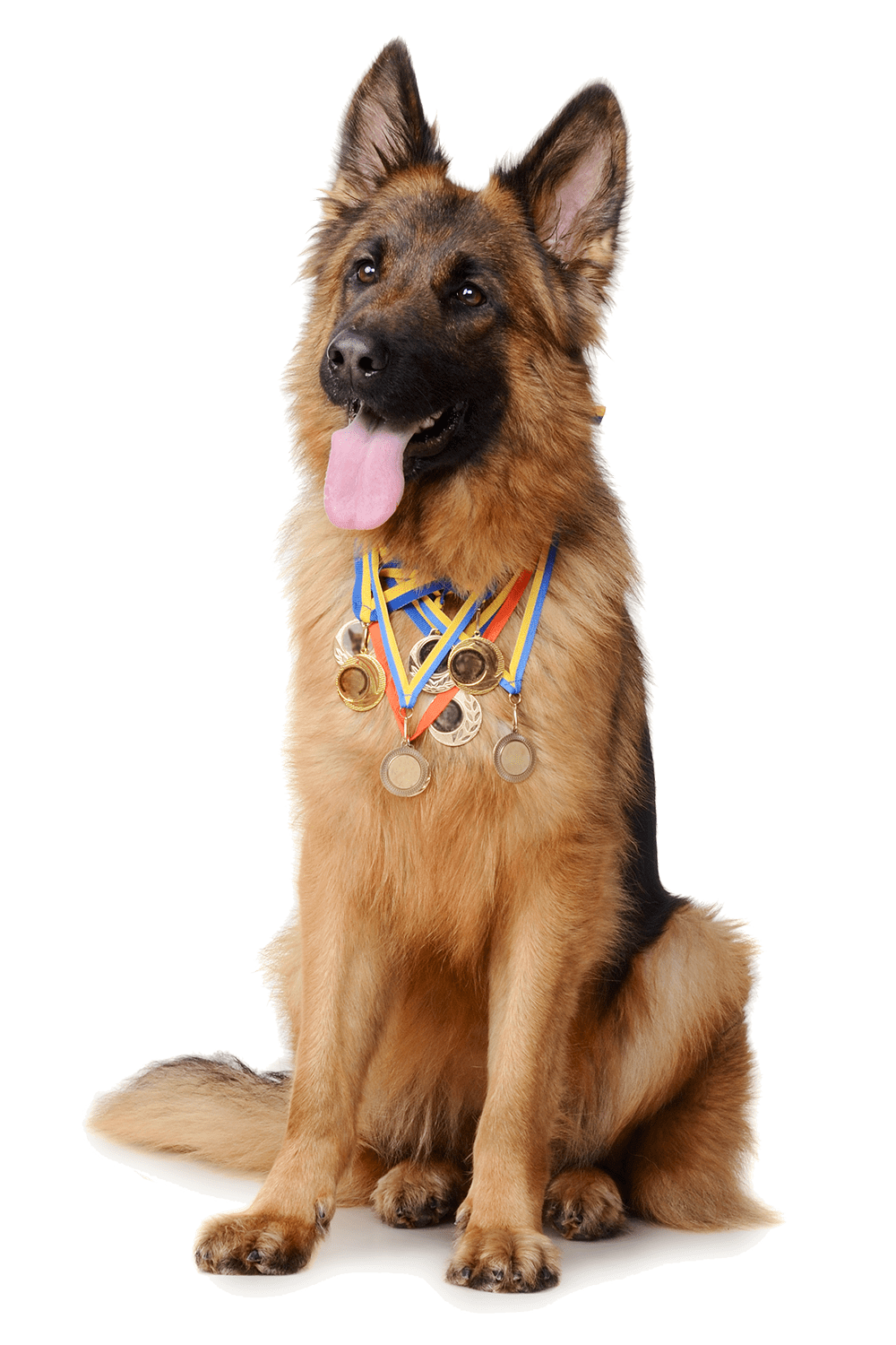 protection-dog-training-risen-star-kennel