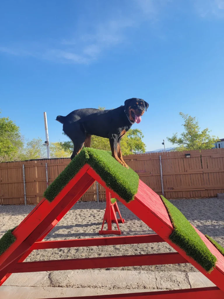 Black and brown dog atop red and green A-frame agility obstacle outdoors in Bullhead City under clear blue sky.